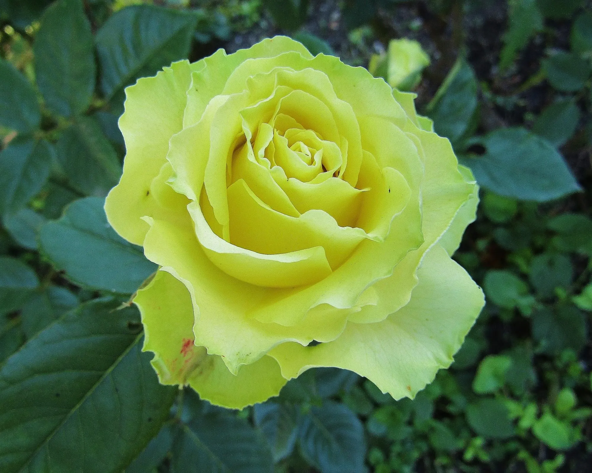 Roza-chajno-gibridnaya-Zelenyj-CHaj-Green-tea