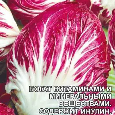 salat-cikoriy-vitaminnyy-kokteyl