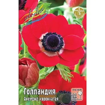 Анемона Голландия 5/6 5 шт
