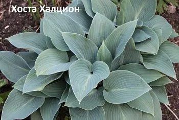 Хоста Халцион 1 n 2 шт Садовита