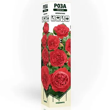 Роза плетистая Флорентина Садовита