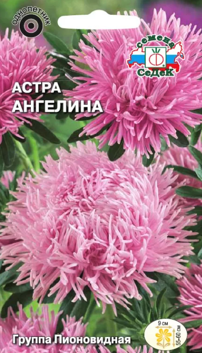 1з Седек астра ангелина