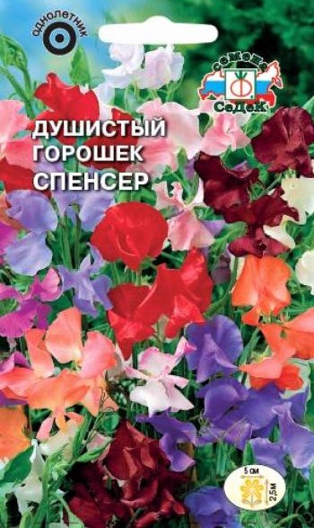 Седек душистый горошек
