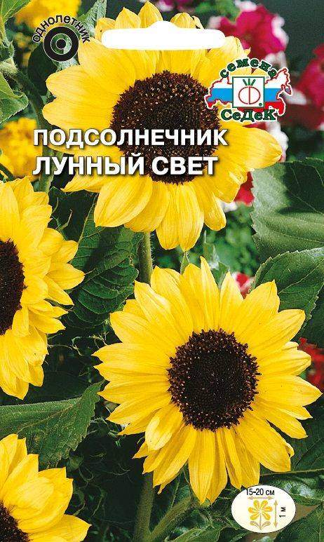 Седек Подсолнечник Лунный свет