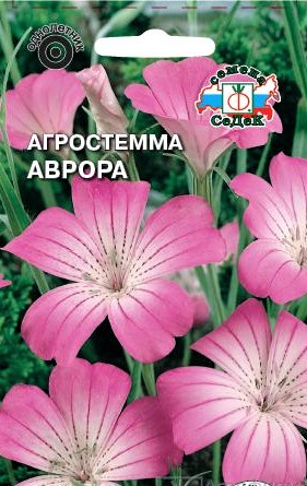 agrostemma_avrora_izyashchnaya