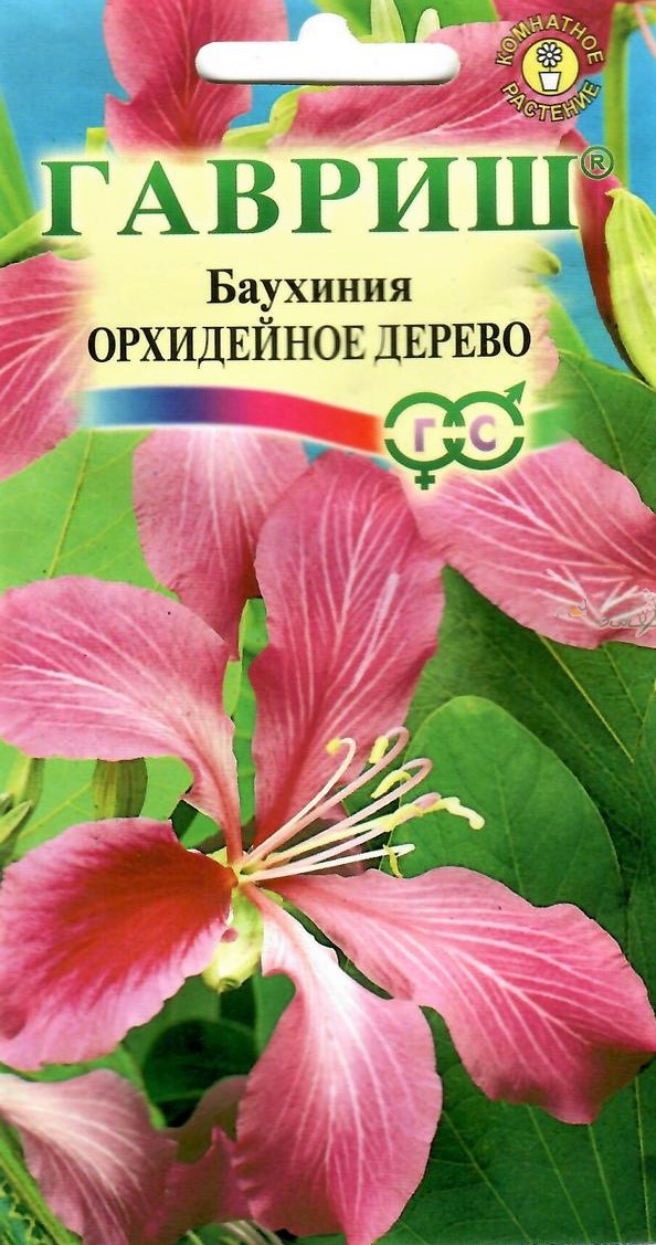 Баухиния Орхидейное дерево Гавриш
