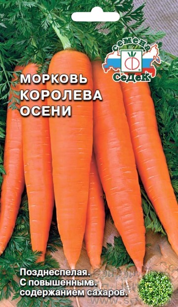 morkov_koroleva_oseni