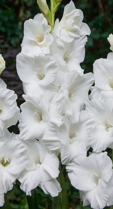 gladiolus_villa_blanka_10_12__10sht_v_up__tsena_za_1