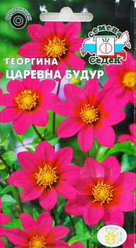 Седек Георгина Царевна Будур (пурпурная) (Евро, 0,2)